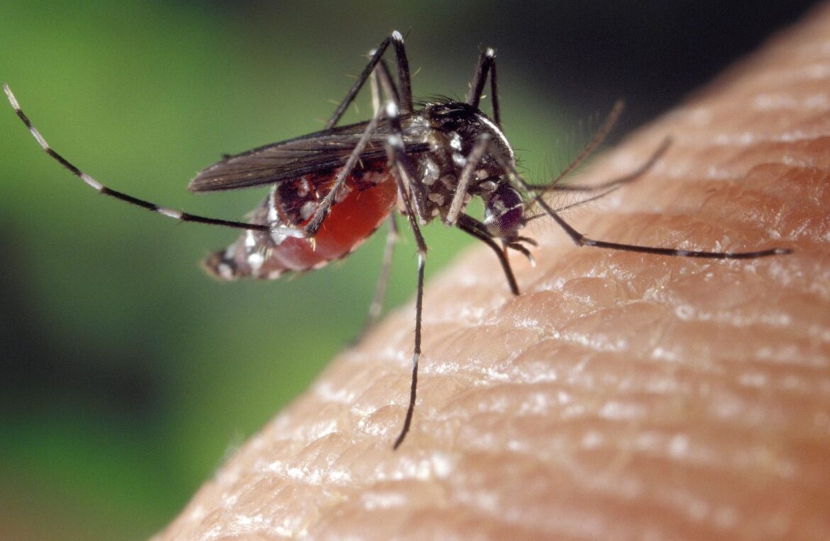 dengue:-“2025-sera-um-ano-dificil-no-brasil”,-diz-diretor-do-butantan-a-cnn
