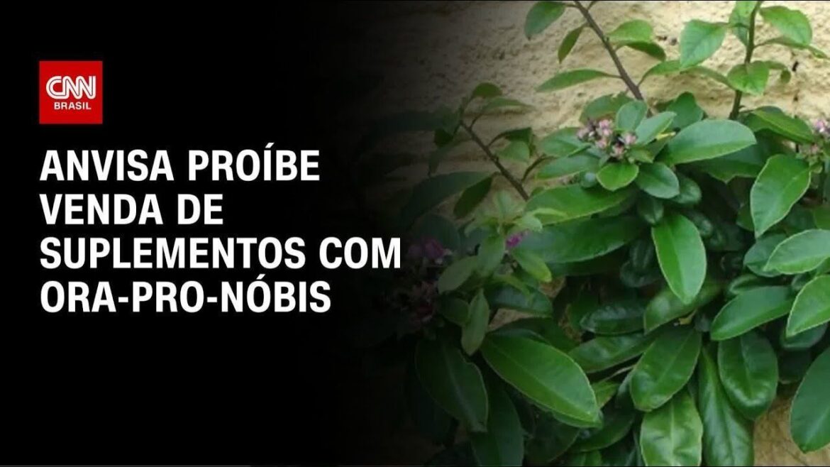 por-que-suplementos-de-ora-pro-nobis-foram-proibidos-pela-anvisa?-entenda