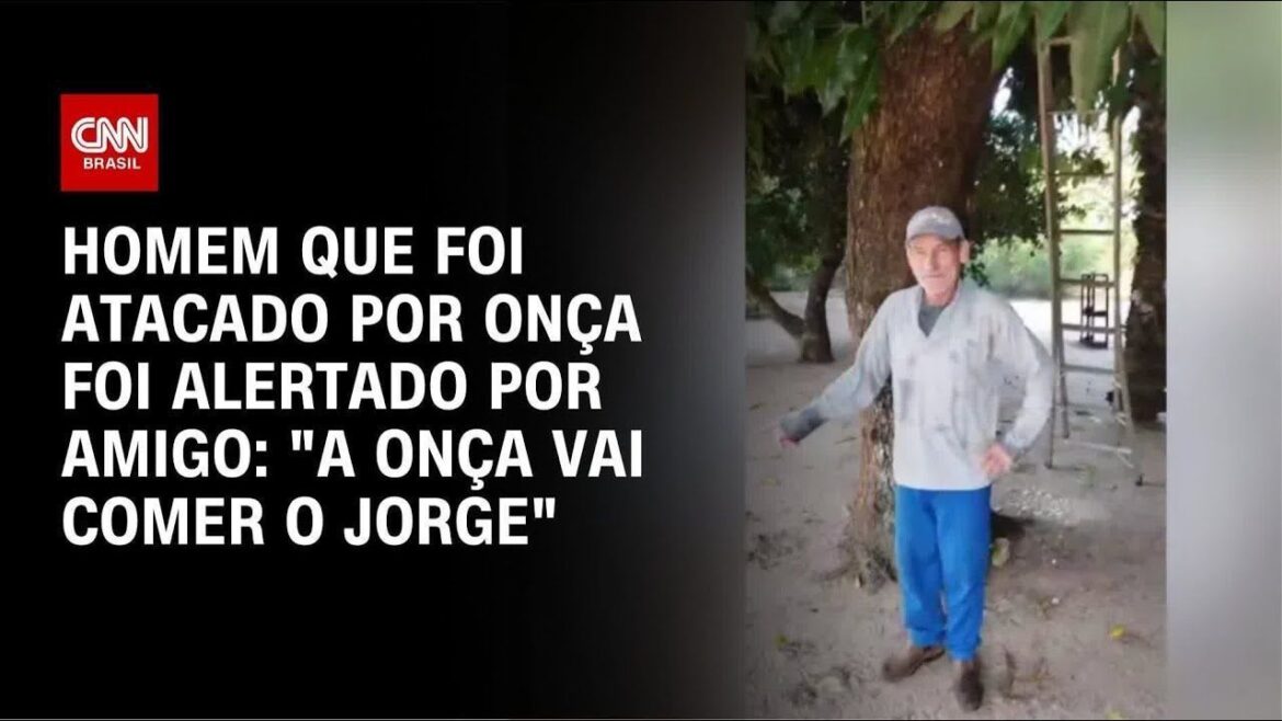 onca-que-atacou-caseiro-esta-desidratada-e-abaixo-do-peso,-aponta-boletim