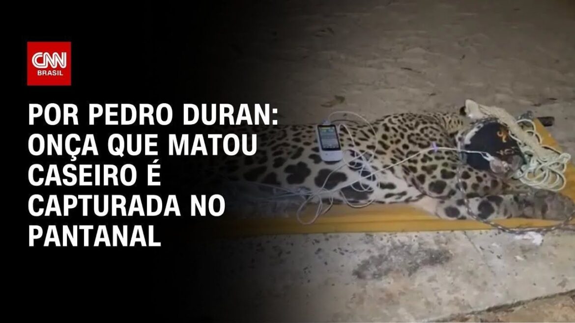 onca-que-devorou-caseiro-nao-voltara-para-mata;-entenda-futuro-do-animal