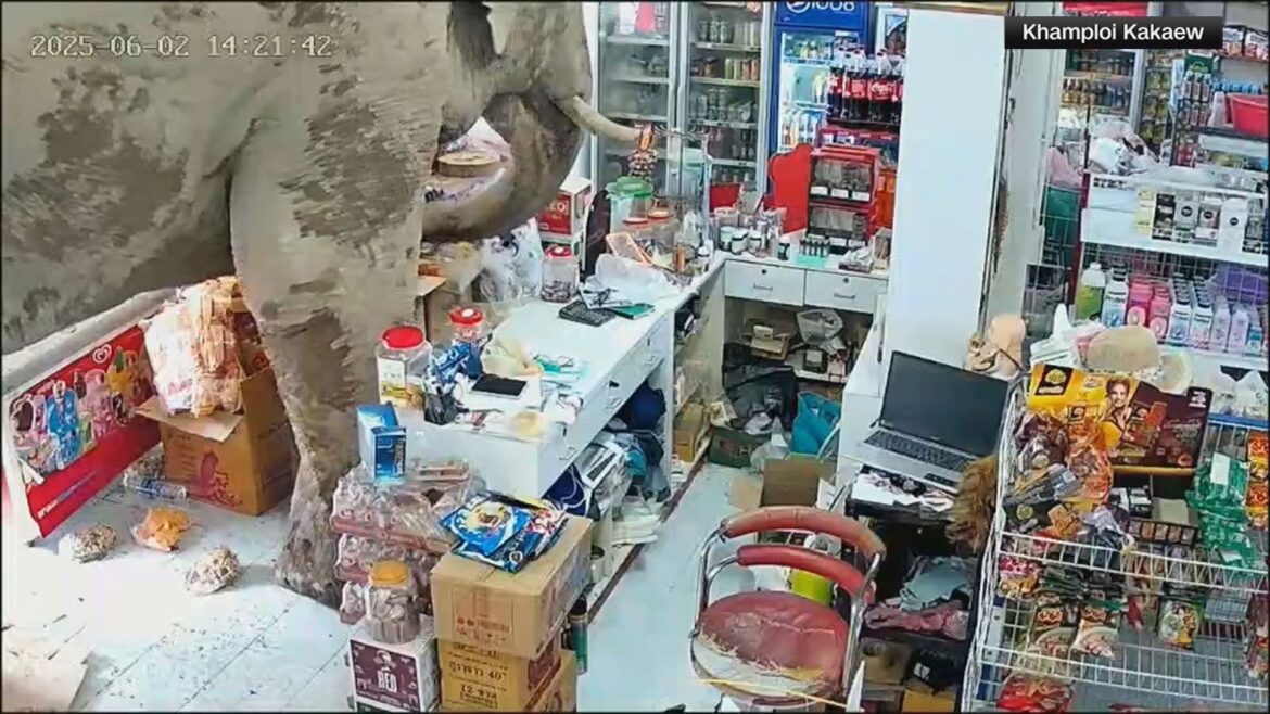 elefante-invade-loja-e-“rouba”-comida-na-tailandia;-veja-video