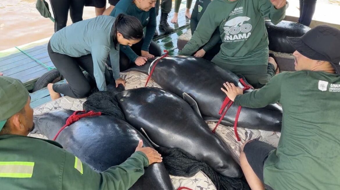 apos-reabilitacao,-peixes-boi-ameacados-de-extincao-retornam-a-natureza