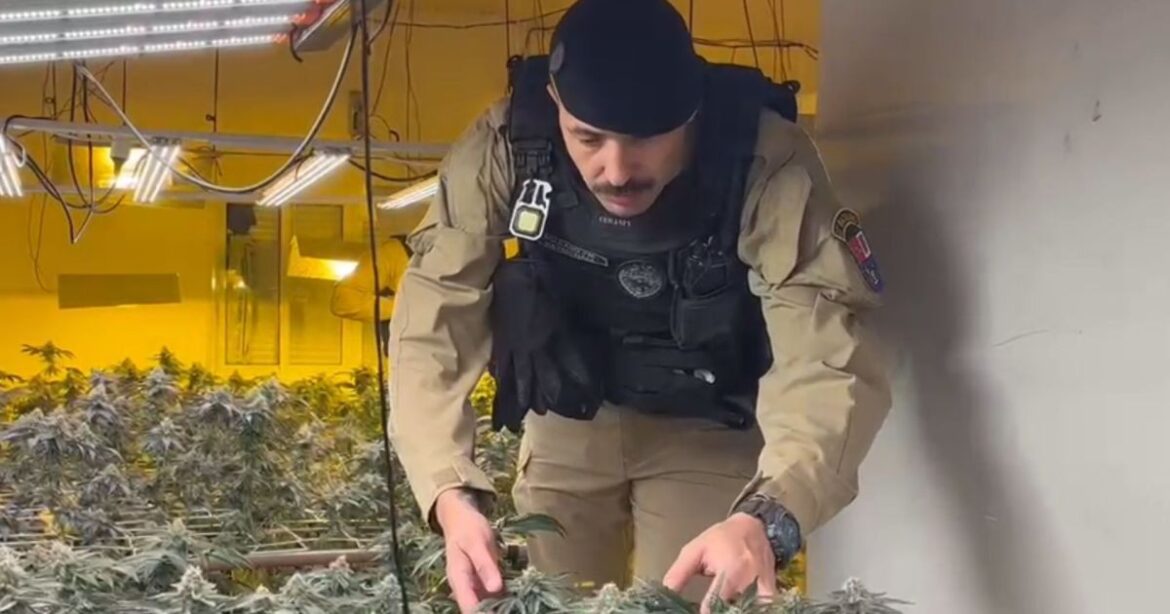 “super-estufa”-de-maconha-e-descoberta-pela-pm-no-parana