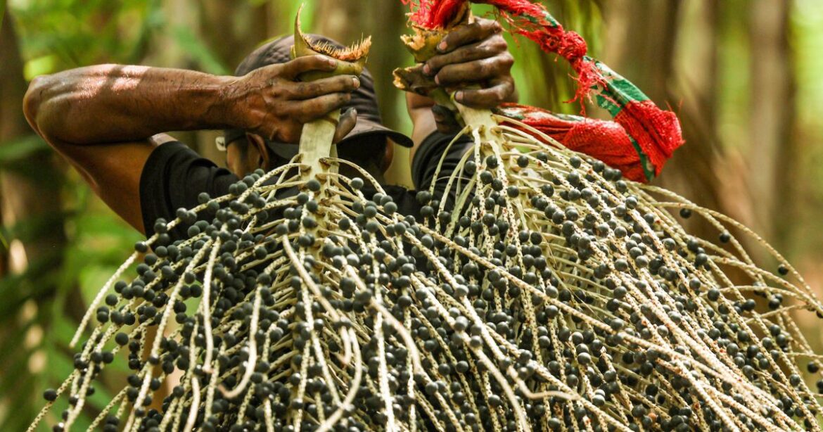 de-acai-a-cupuacu:-governo-destina-r$-107-milhoes-para-cadeias-produtivas